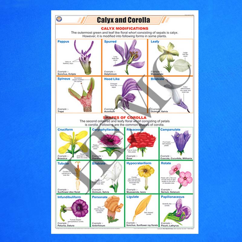 Calyx & Corolla LaboratoryProducts
