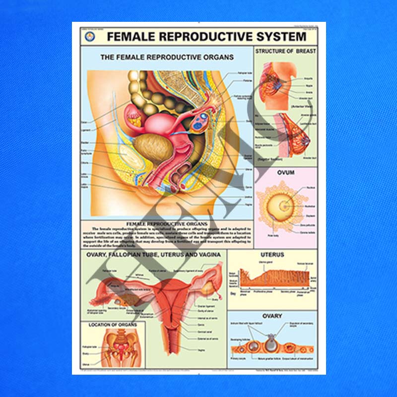 Female Reproductive System - Laboratory-Products