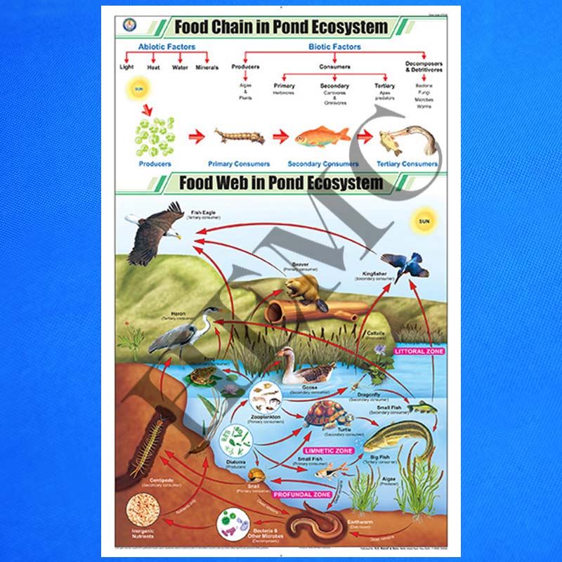Food Chain in Pond Ecosystem Biology Diagrams