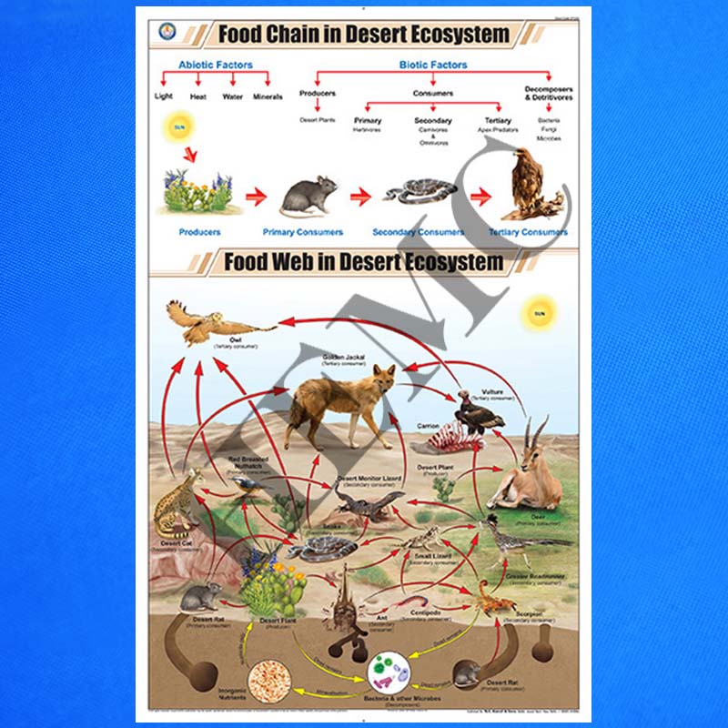 Food Chain in Desert Ecosystem Biology Diagrams