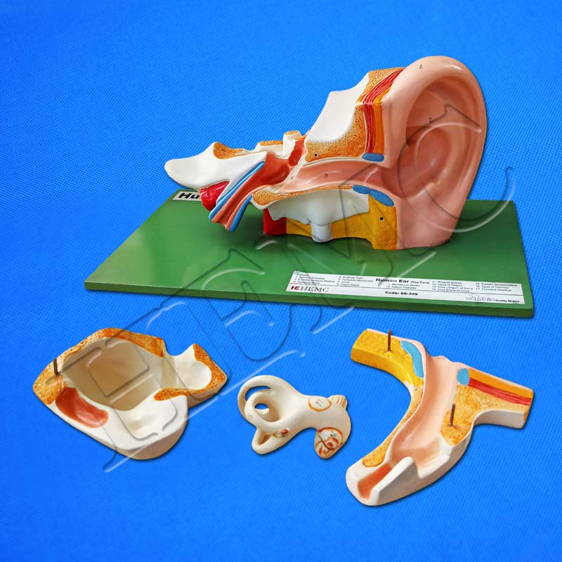 Complete Ear Human Ear, 4 Parts - Laboratory-Products