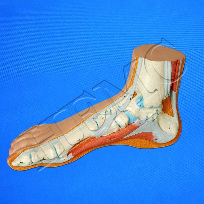 Human Foot – Laboratory-Products