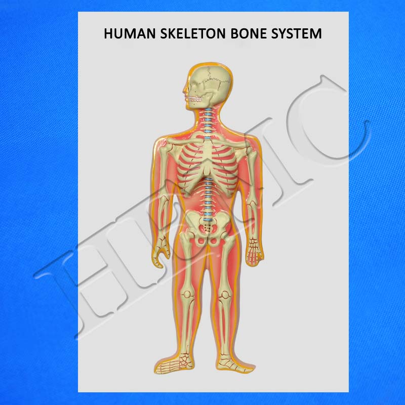 Complete Lab Skeleton Human Skeleton Model on Board - Laboratory-Products
