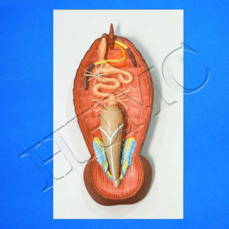 Cockroach (Dissected) - Laboratory-Products