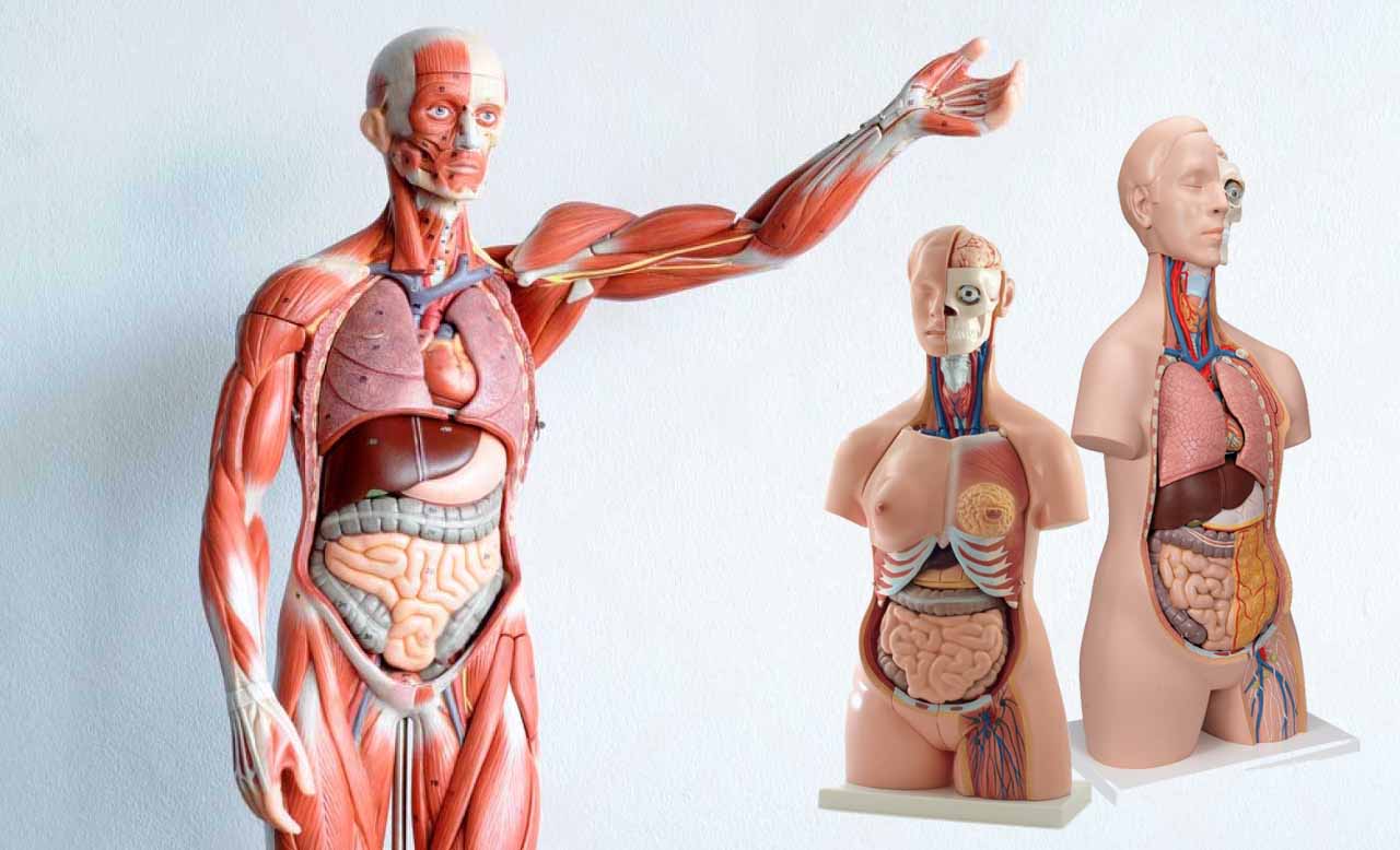 Models - Human Anatomy: A Detailed Overview - Laboratory-Products